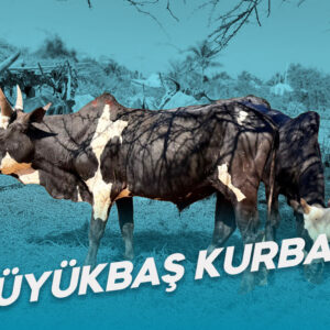 Büyükbaş Kurban Dağıtımı
