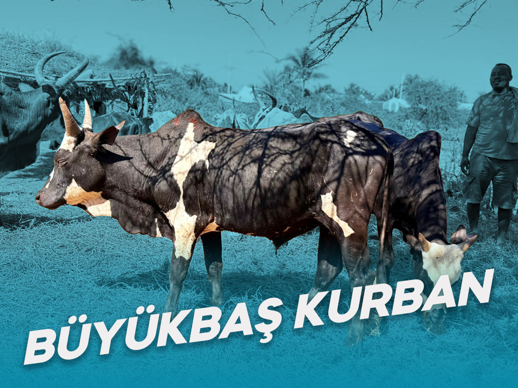 Büyükbaş Kurban Dağıtımı